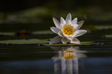 water lilies on the lake with reflections in the water on a sunny summer day