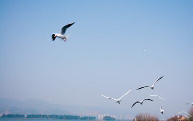 Seabirds flying over the sea
