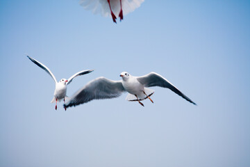 seagull in flight against the blue sky