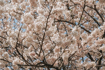 cherry blossom in spring