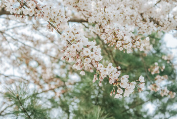 white flowers on a green background