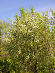 Fototapeta na wymiar blooming bird cherry in the spring