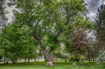 Huge tree in the Park as HDR