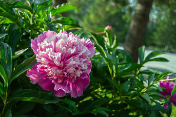 Bright peony flowers in a Sunny Park