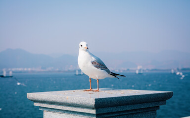 A seagull perched on a post with the ocean behind