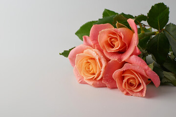 Pink Rose flower with raindrops on background pink roses flowers. Nature.