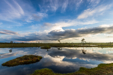 Swamp on a sunny day in great colors