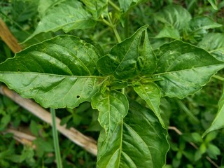 Young green chilly leaves with a natural background. 