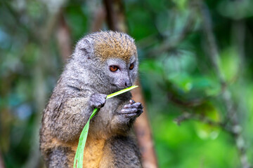 A bamboo lemur with a blade of grass on a branch