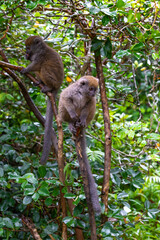 Funny bamboo lemurs on a tree branch watch the visitors
