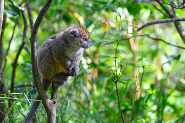 Naklejka na ściany i meble Funny bamboo lemurs on a tree branch watch the visitors