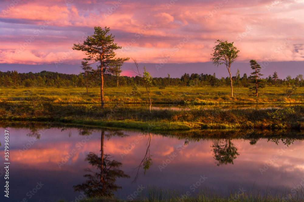 Wall mural swamp on a sunny day in great colors