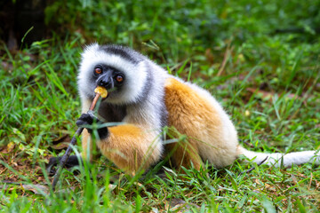 A diademed sifaka in its natural environment in the rainforest on the island of Madagascar