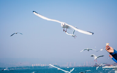 seagull in flight against the blue sky