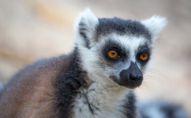 Fototapeta premium A portrait of a ring-tailed lemur in close-up