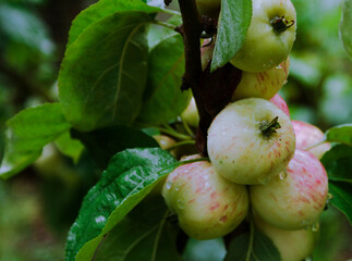 green apples on a tree