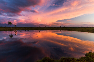 Swamp on a sunny day in great colors