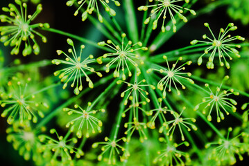 close up of green plant
