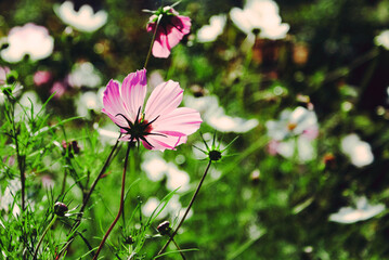 pink and white flowers