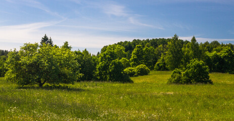 summer landscapes in Latvia