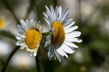 Obraz premium Daisy time. Daisies in the meadow and close-up