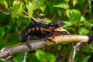 A chameleon moves along a branch in a rainforest in Madagascar