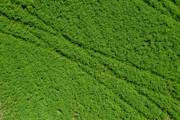 Vehicle tracks in grass field