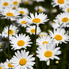 Daisy time. Daisies in the meadow and close-up