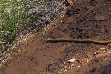 Fototapeta premium the snake creeps