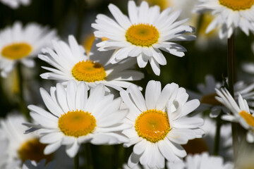 Daisy time. Daisies in the meadow and close-up