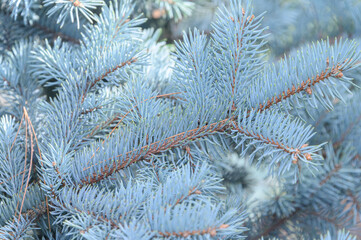 Background texture of a fir branch for a Christmas card. Natural spruce branches. Blue Christmas tree.