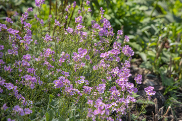 Group of violet Linum alpinum or Blue Flax flowers grows on a green background of leaves and grass in a park in summer