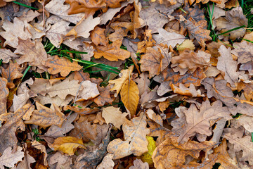 Fallen autumn leaves in the Park. Yellow leaves in autumn.