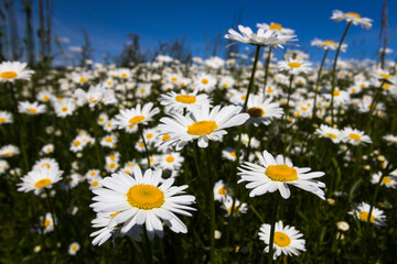 Daisy time. Daisies in the meadow and close-up