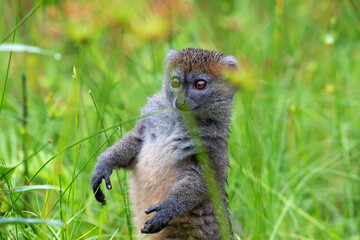 A bamboo lemur between the tall grass looks curious