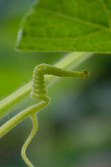 Garden tendril spiral