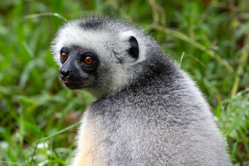 A Sifaka lemur sits in the grass and watches what happens in the area