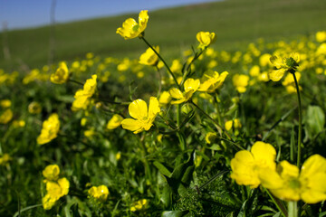 field of yellow flowers