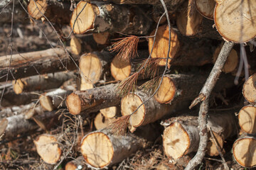 Sawmill in the coniferous forest on a sunny day. The heading of lumber in the summer. Nature close-up.
