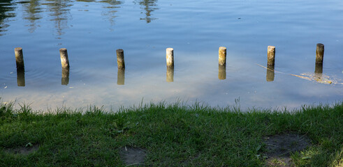 wood pieces in the lake 