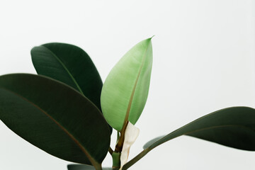 Fig plant on white background with new leaf. Home gardening concept. Lush