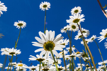 Daisy time. Daisies in the meadow and close-up