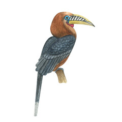 Watercolor hand painted colorful tropical  birds. Bright jungle exotic clip art perfect for summer wedding invitation and party card making