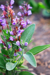 Blooming sage in the garden, close-up. Sage plant. Salvia Officinalis.
