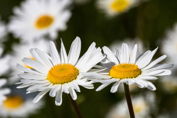 Obraz premium Daisy time. Daisies in the meadow and close-up