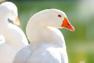 The white colored goose (pilgrim) looking at camera. The pilgrim is more like a fast growing and sturdy geese breed which is desirable for varying reasons and features.
