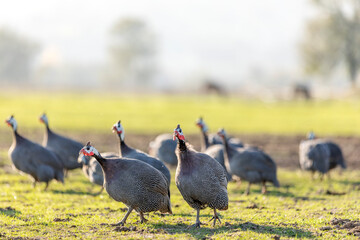 View of the guinea fowls (hen) or iranian fowls. Guineafowl are birds of the family Numididae in...