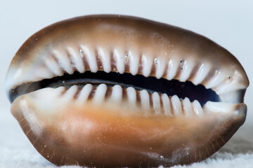 Cowrie Shell 2