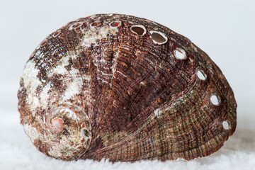 Abalone Shell 5