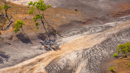 Cattle crossing dry creek near the Narrows, Gladstone Region, Queensland